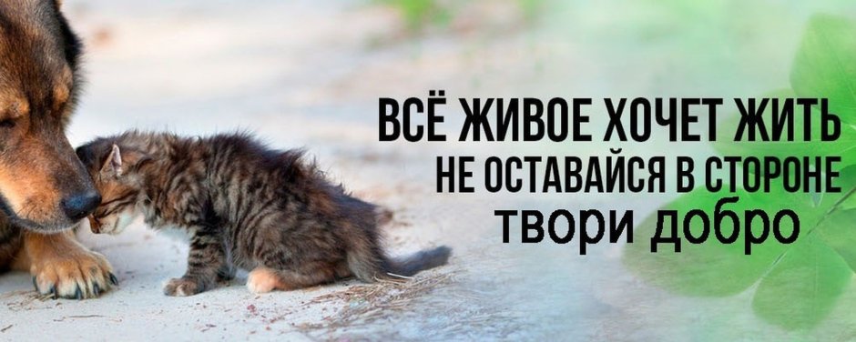 Приютите бездомных животных