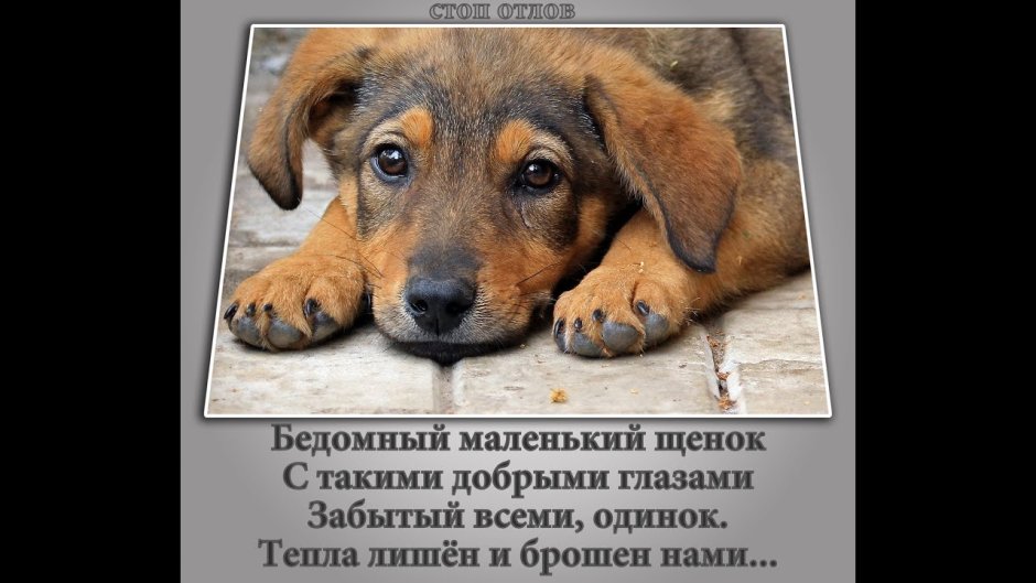 Жестокое обращение с животными