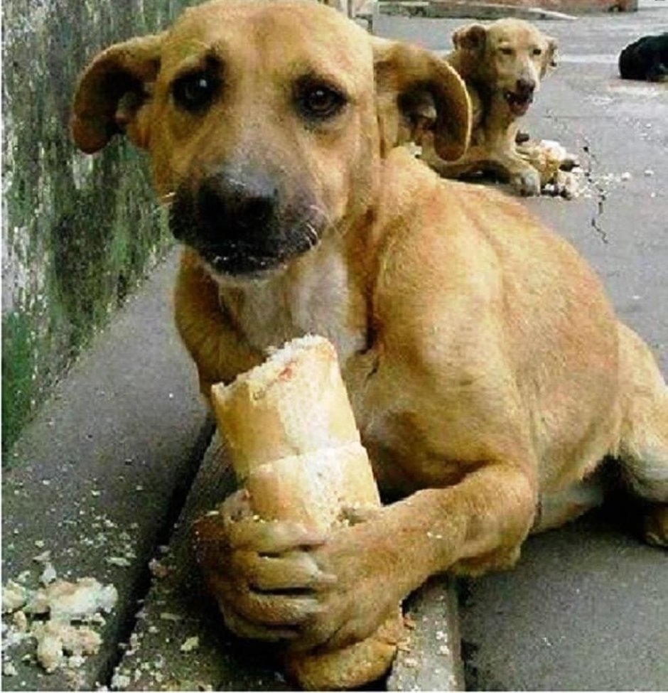 Брошенных животных