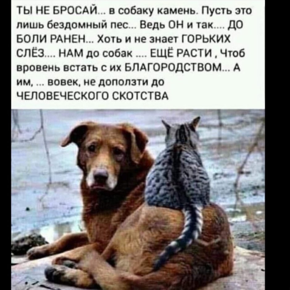 Бездомные животные