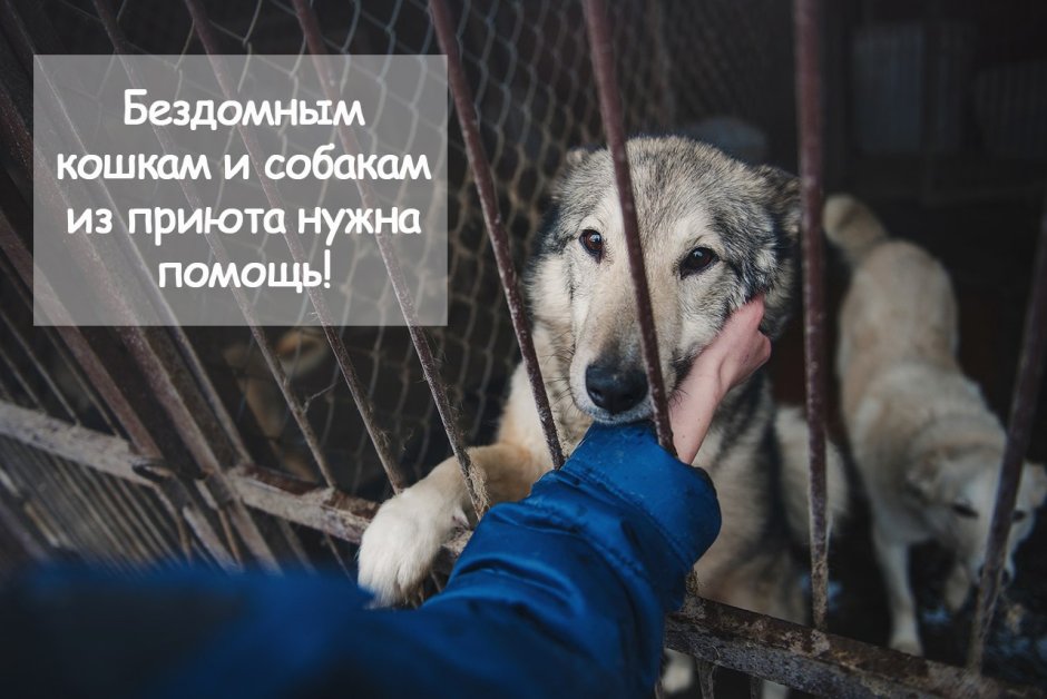 Высказывания о бездомных животных