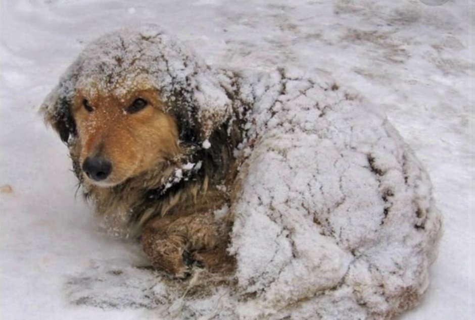 Собака зимой на улице