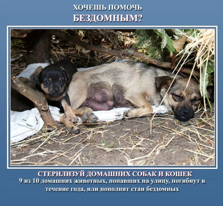 Грустные животные