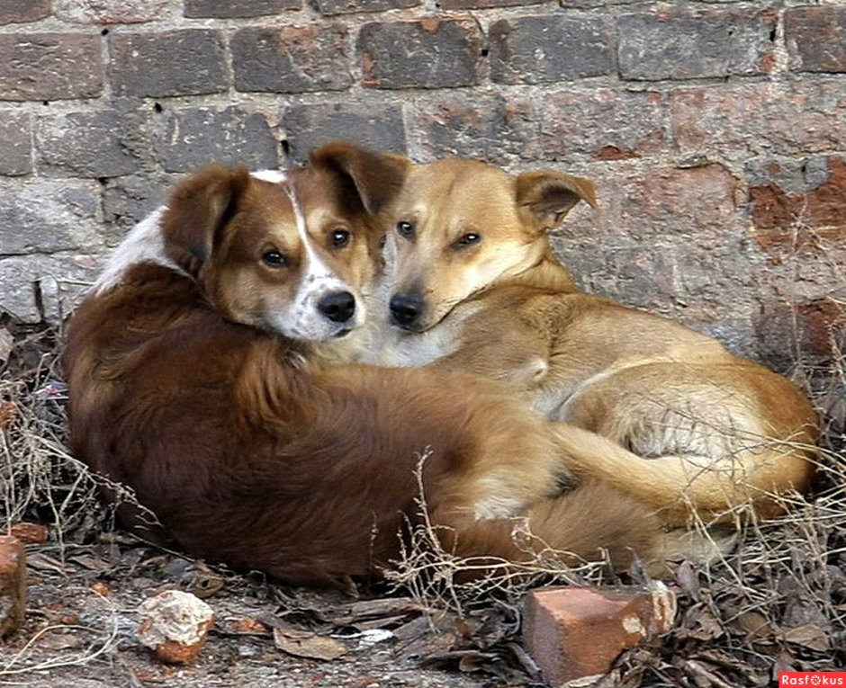 Стихи про бездомных животных