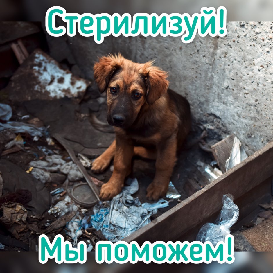 Брошенная собака
