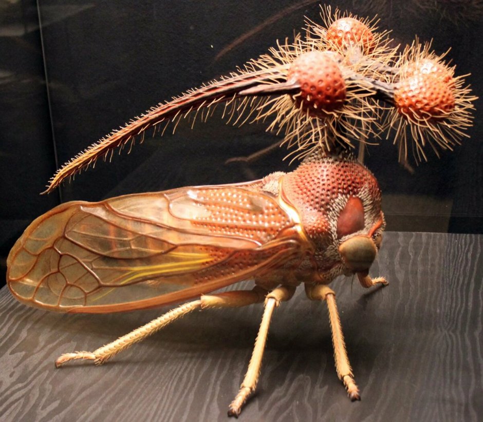 Бразильская Горбатка (Bocydium globulare)