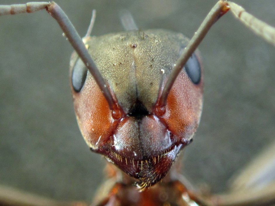 Myrmoteras binghamii