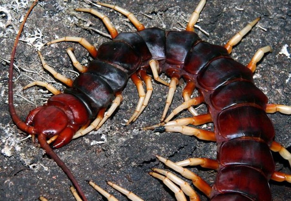 Brahmaea Certhia