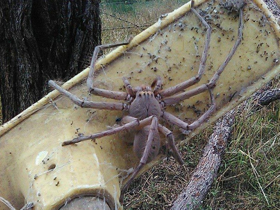 Самые мерзкие насекомые