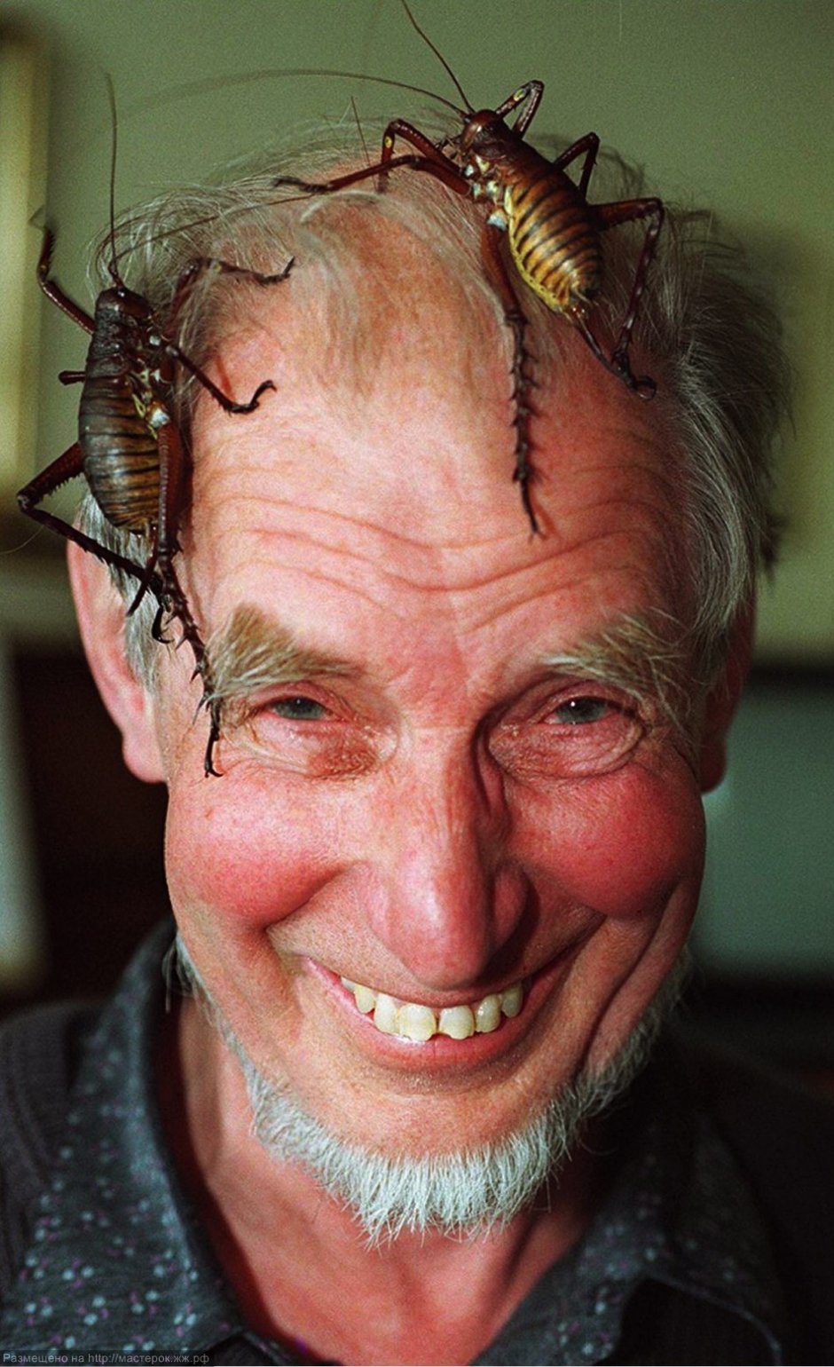 Giant Weta