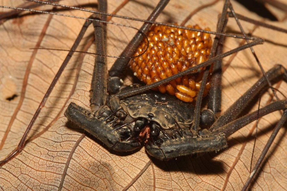 Жгутоногий паук Euphrynichus amanica