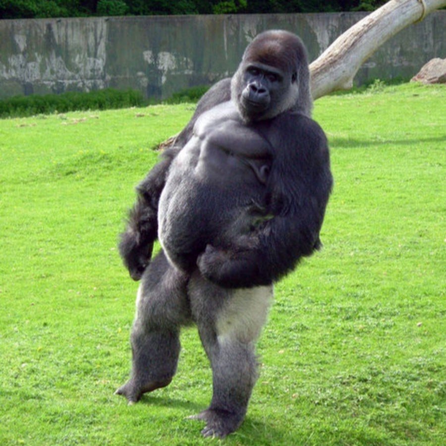 Шимпанзе с яйцами