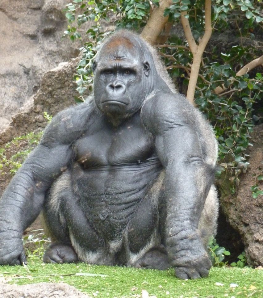 Бонобо прямохождение