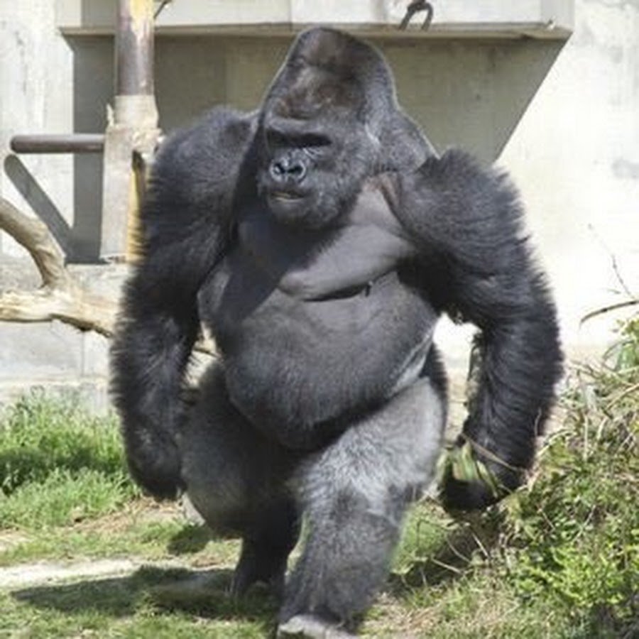 Горилла Санни