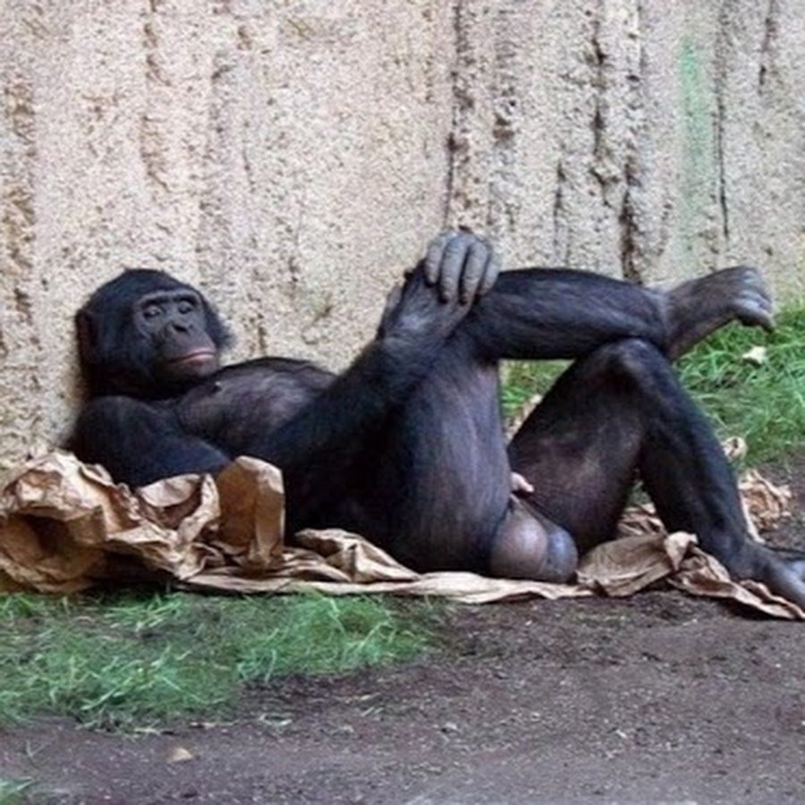 Горилла кидает гориллу