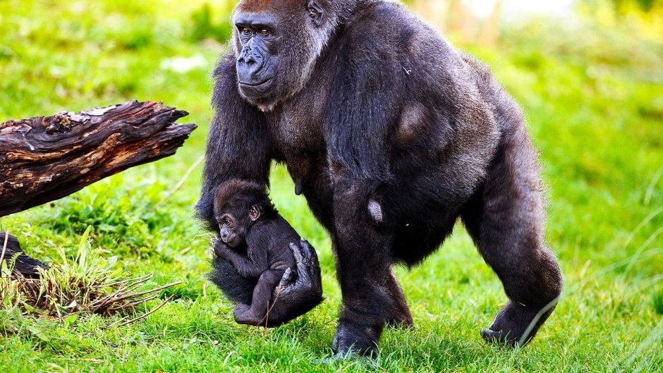 Отец гориллы