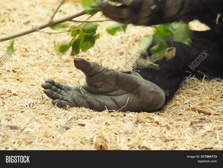 Одна нога гориллы