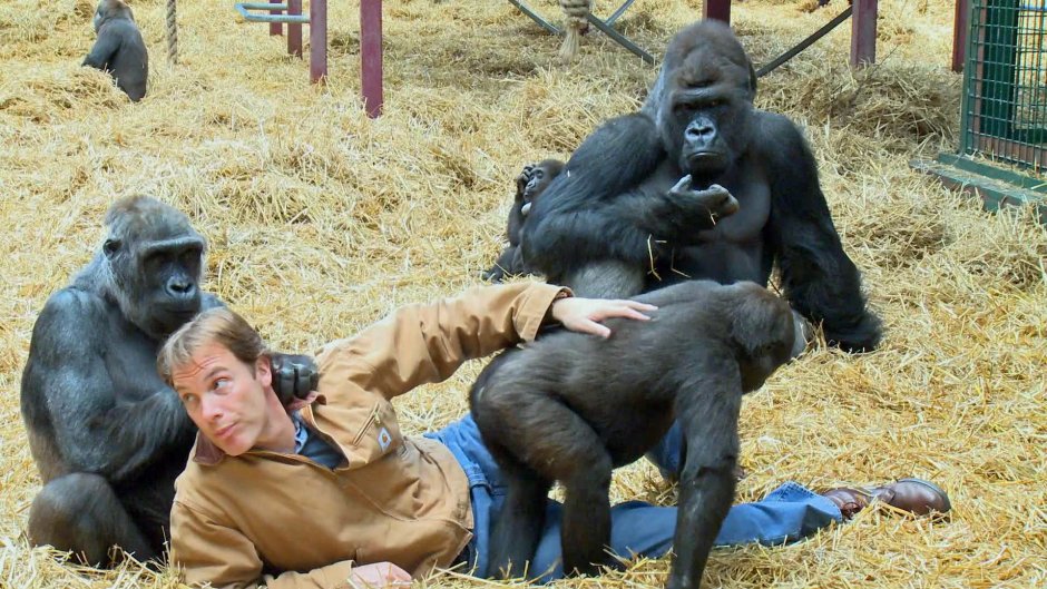 Горилла Кинг Конг