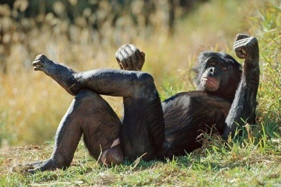 Гориллы спариваются