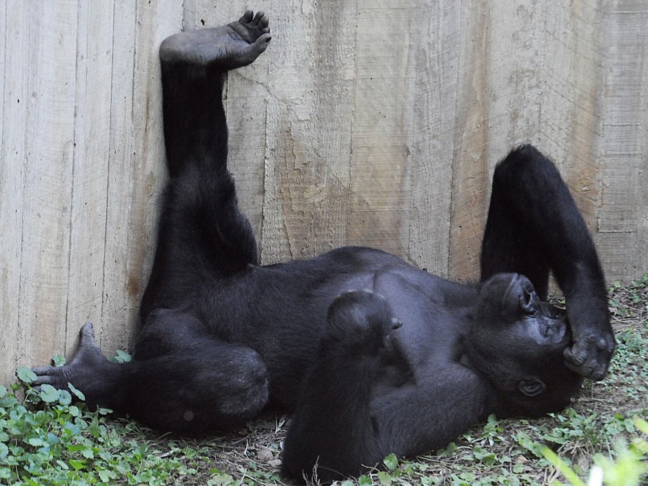 Горилла самец с яйцами