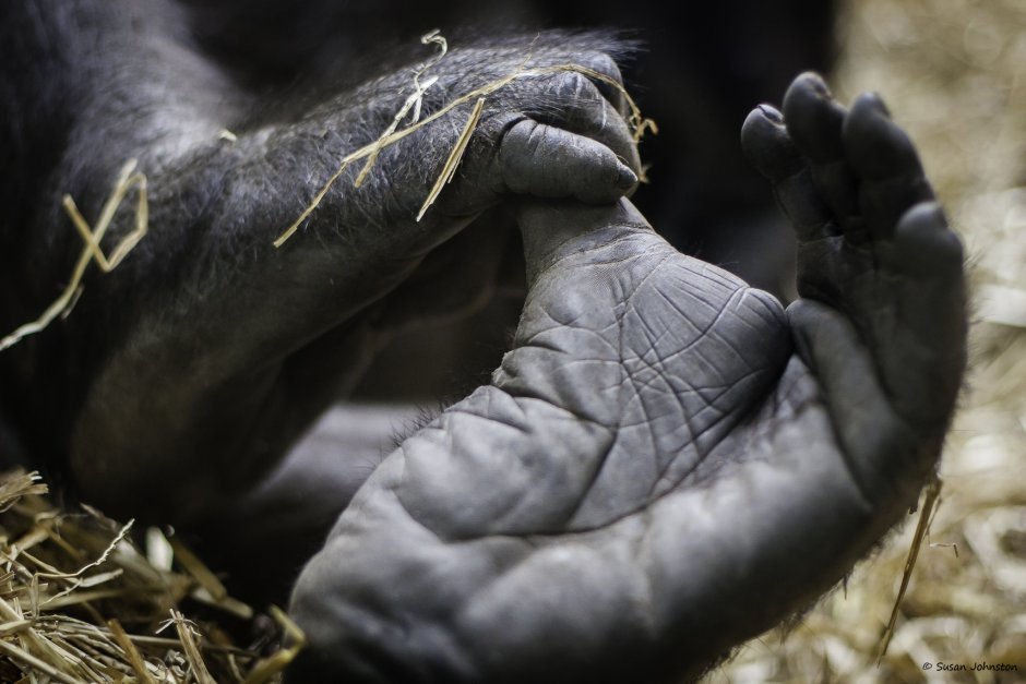 Лапа гориллы