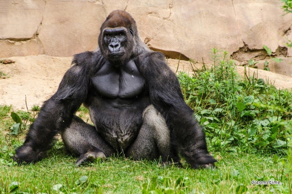 Мускулистая горилла