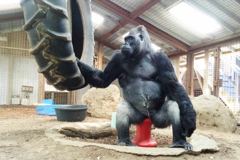 Горилла Амбам