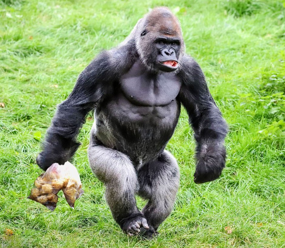 Приколы про вахтовиков обезьяна с яйцами