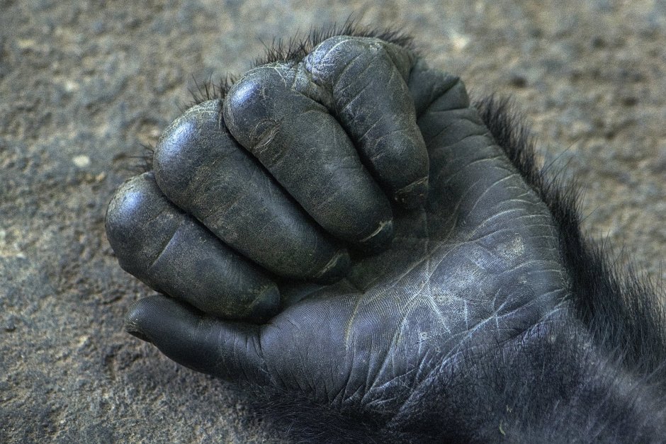 Горилла кидает другую гориллу