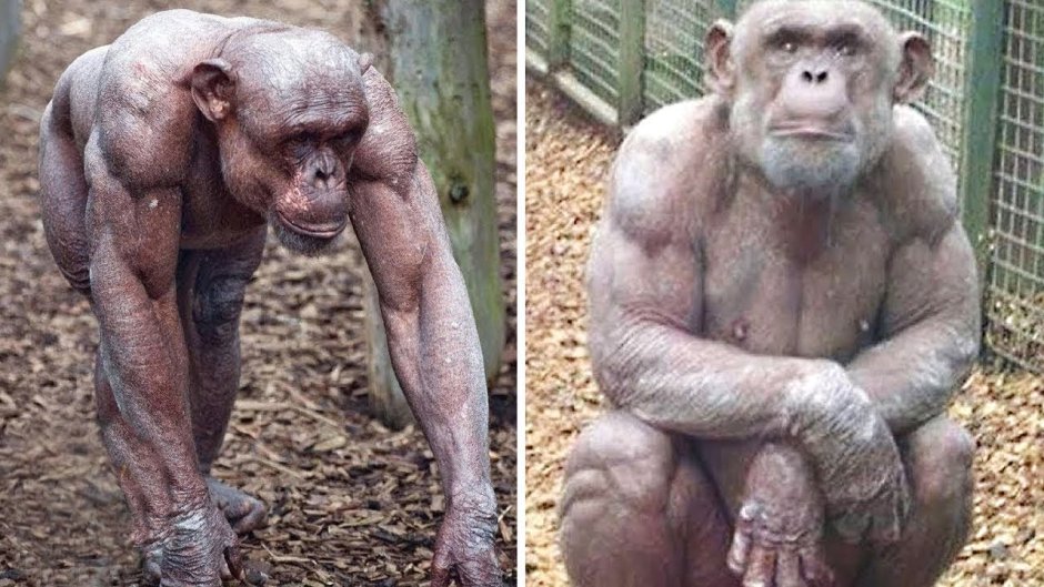 Обезьяна показывает фак