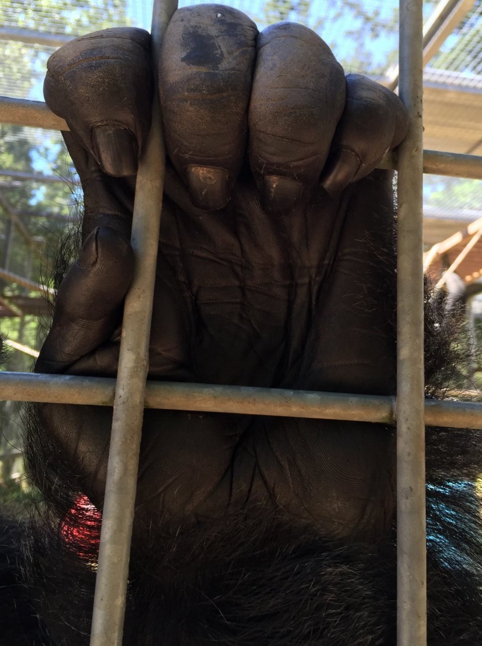 Обезьяна с яйцами