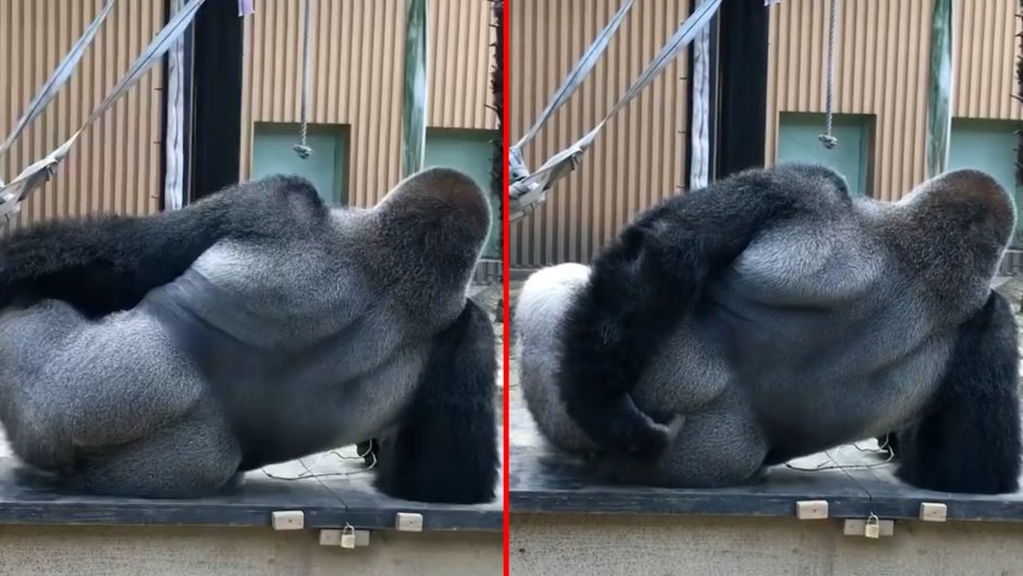 Грозная горилла