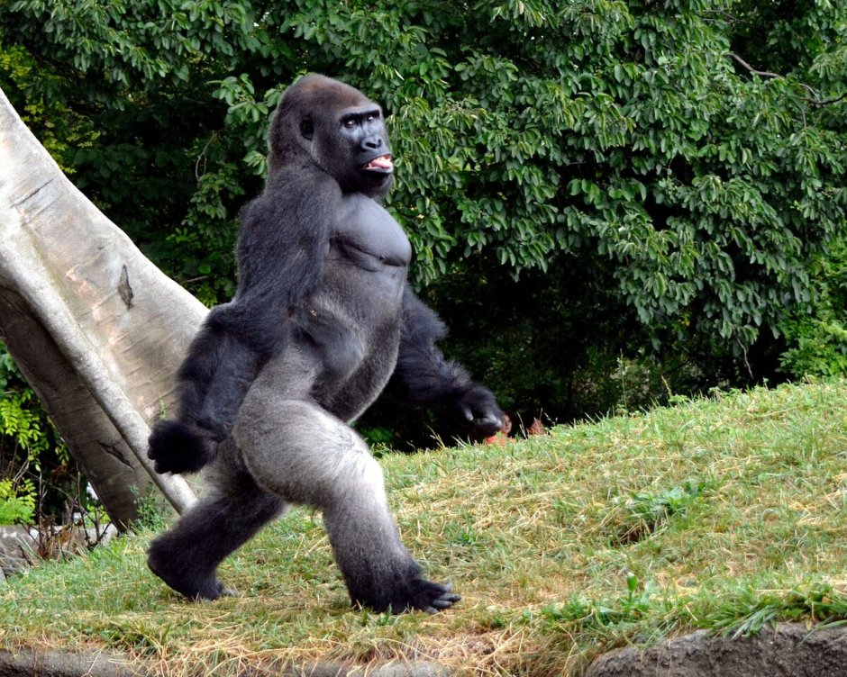 Лапа гориллы