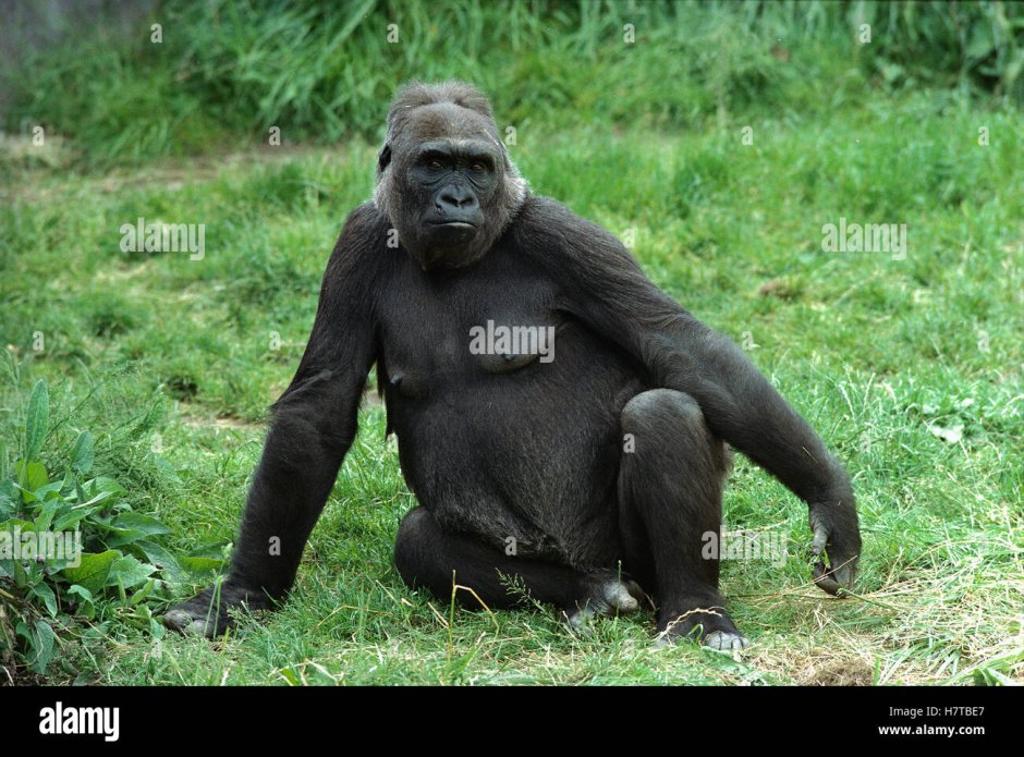 Горилла и человек