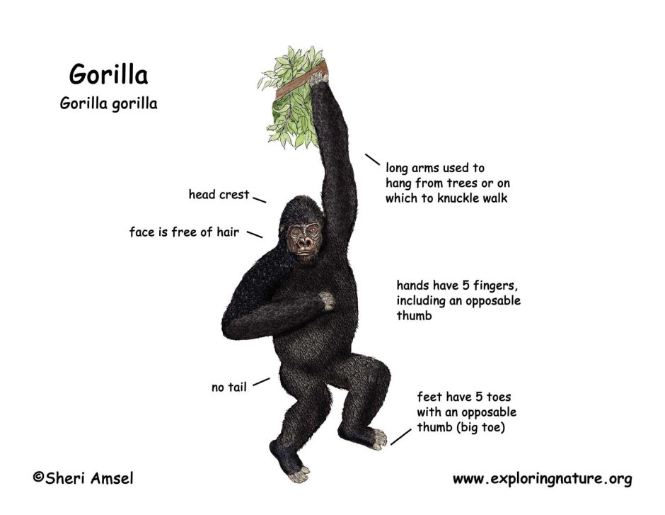 Горилла бонобо