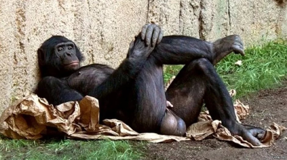 Обезьяна лежит