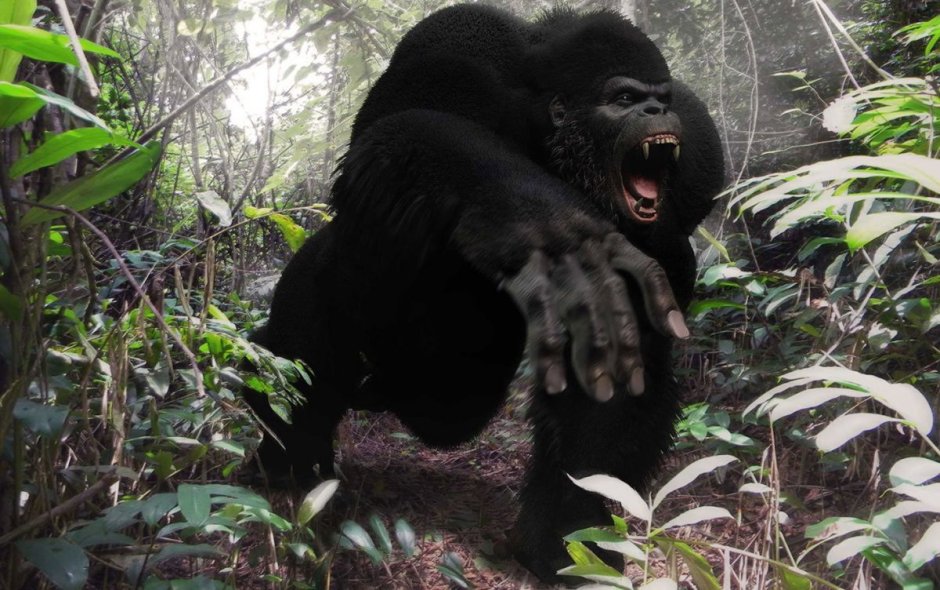 Обезьяны бонобо гениталии