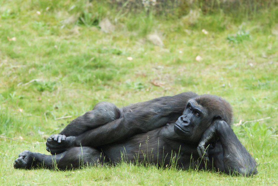 Горилла Рестлер