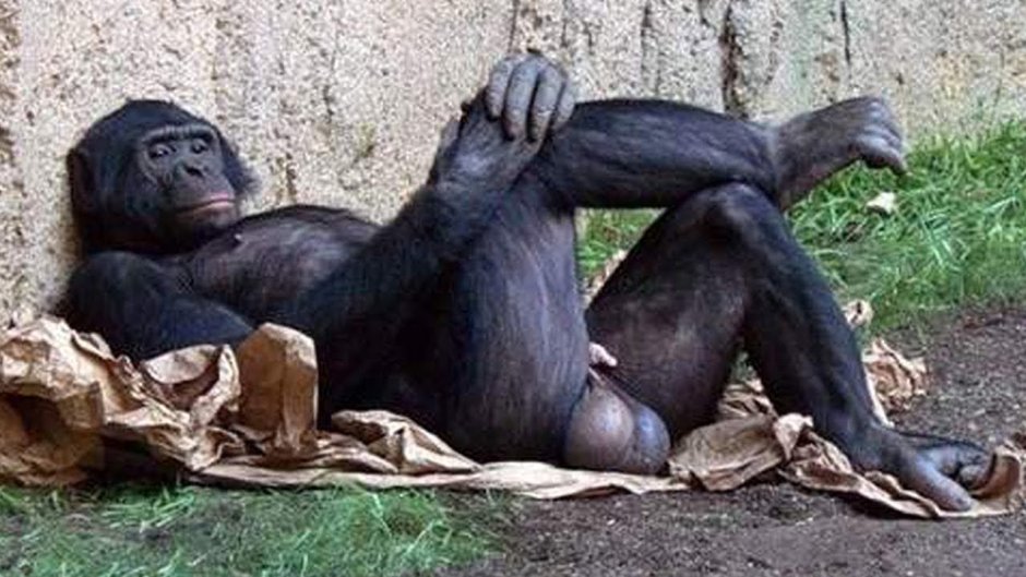 Горилла, самка