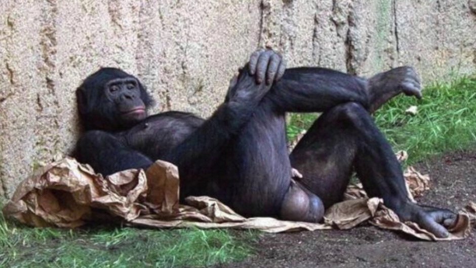 Обезьяна с яйцами