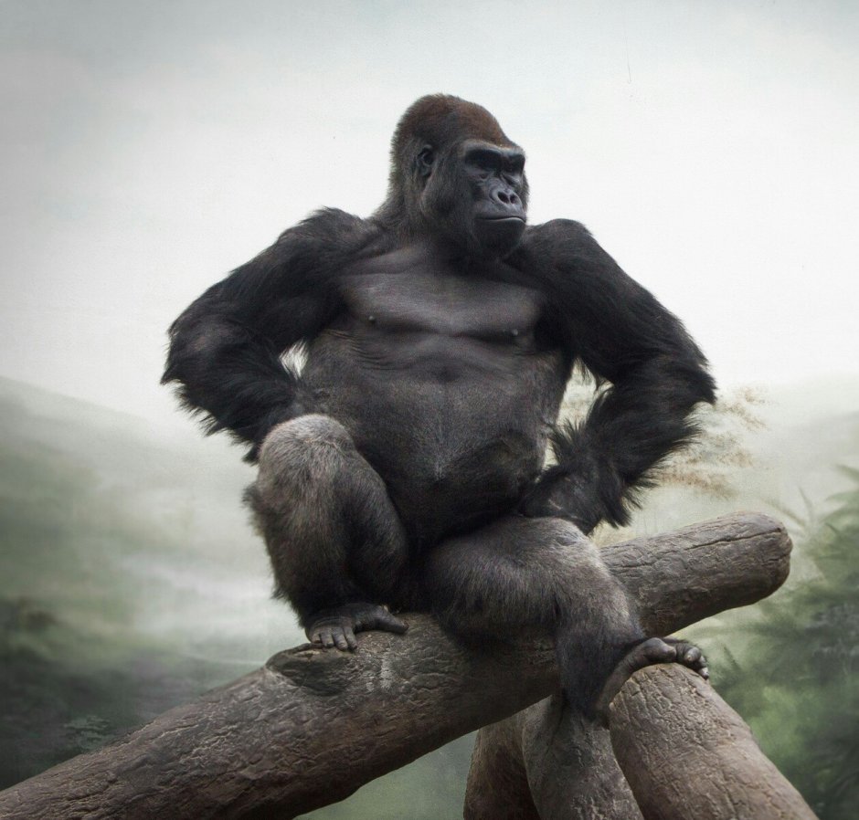 Шимпанзе Нгого