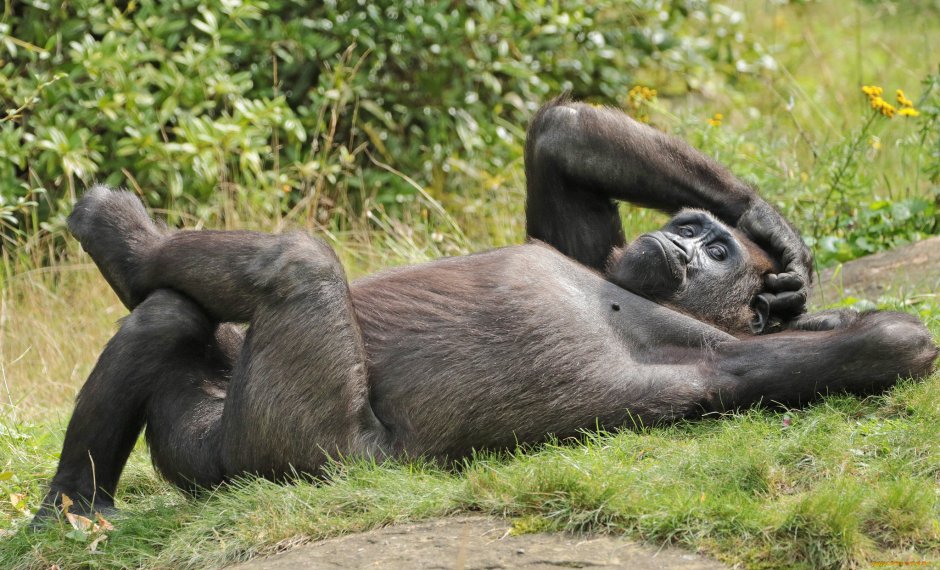 Горилла, самец