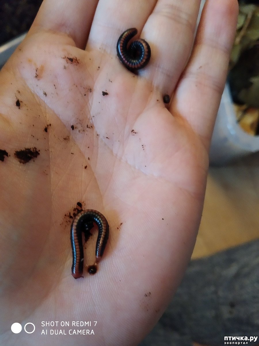 Многоножки на Борнео