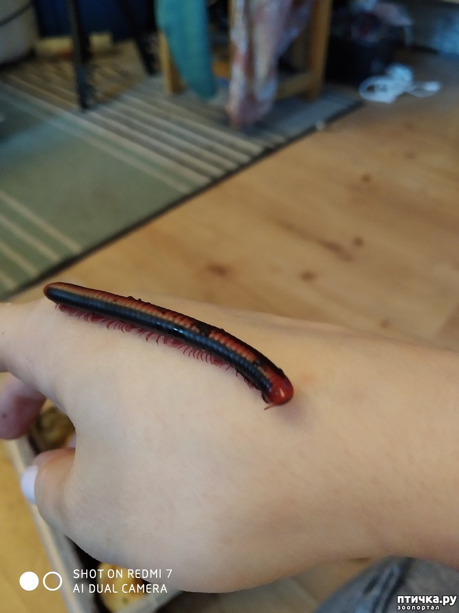 Белый кивсяк