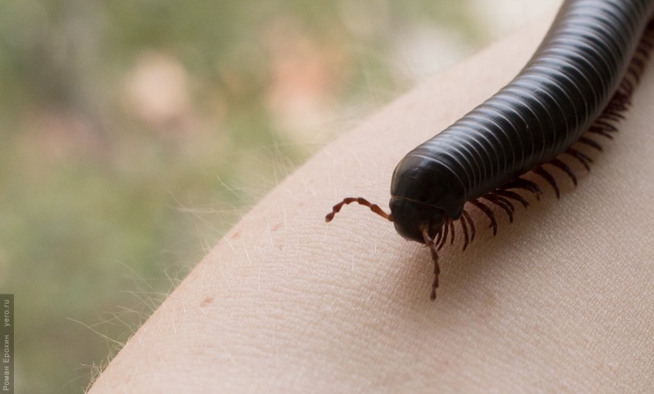 Многоножка Millipede