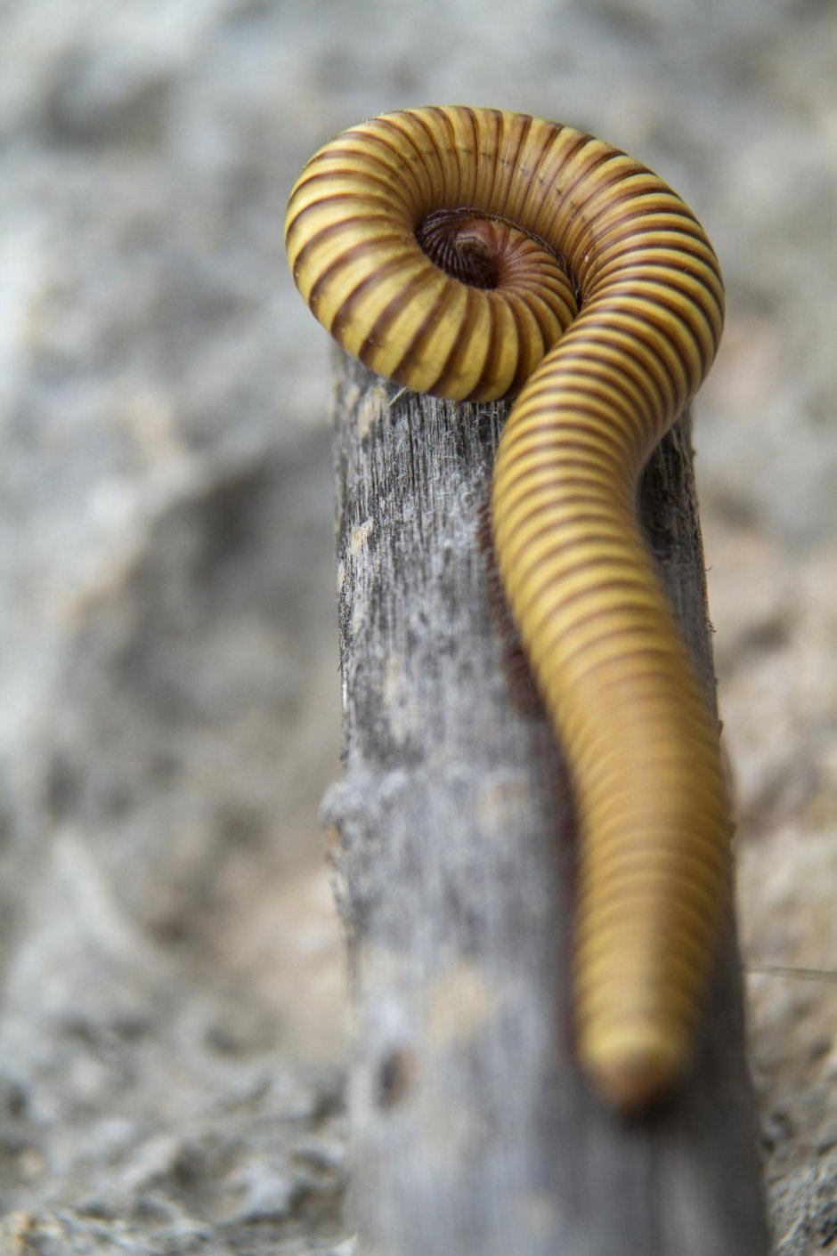 Кивсяк Xenobolus Carnifex