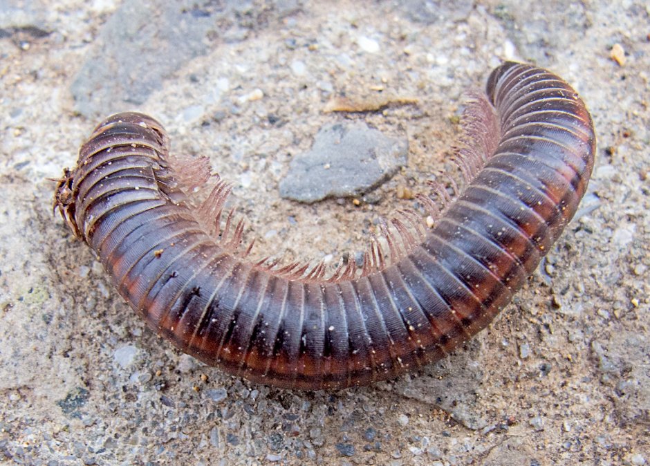 Многоножка Millipede