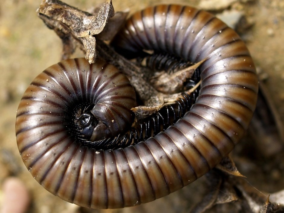 Кивсяк обыкновенный