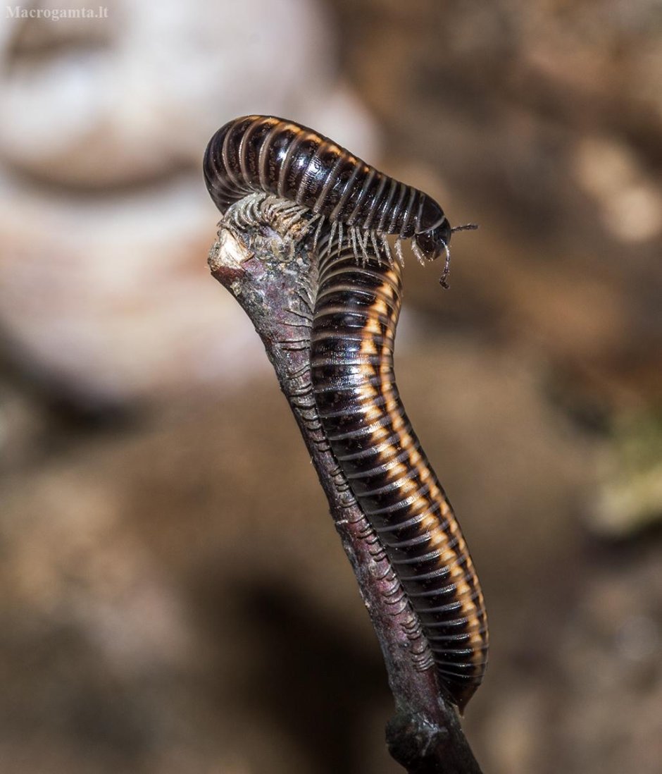 Кивсяк песчаный Schizophyllum sabulosum