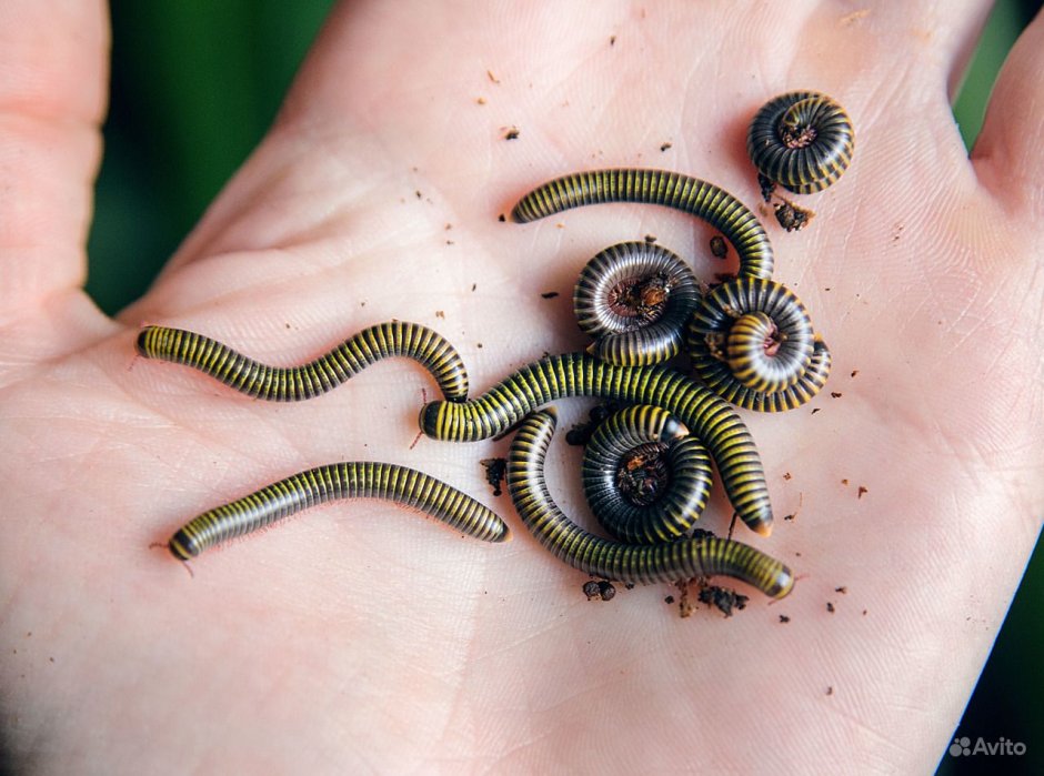 Многоножка кивсяк огородный